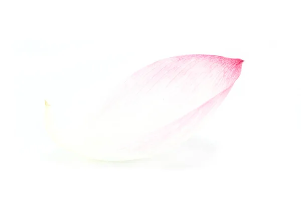 Lotusblütenblatt Auf Weißem Hintergrund — Stockfoto