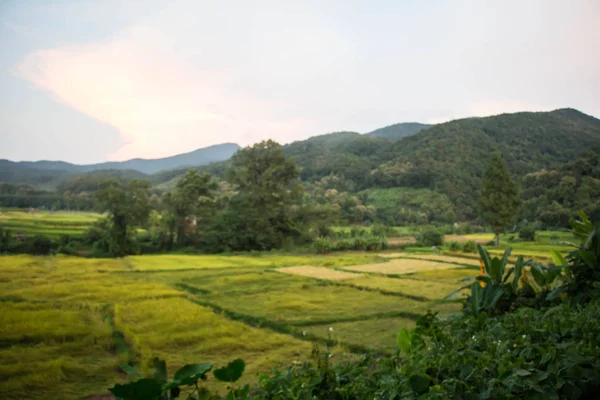 Golden Rice Veld Nan Provincie Thailand — Stockfoto