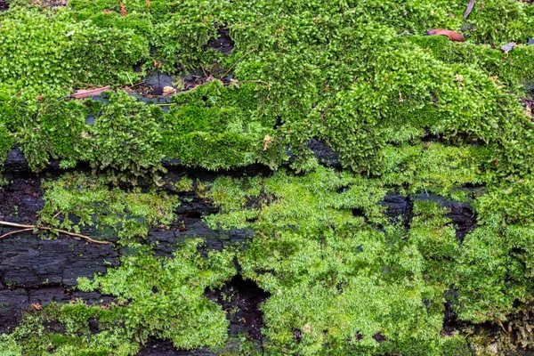 Verde Lussureggiante Erba Sfondo — Foto Stock