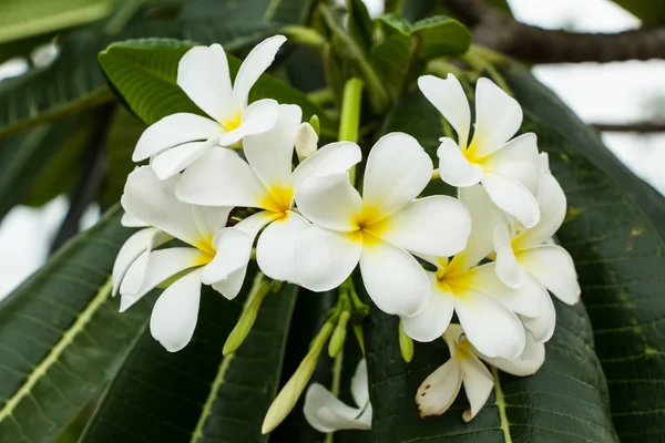 Witte Bloemen Palmbomen — Stockfoto