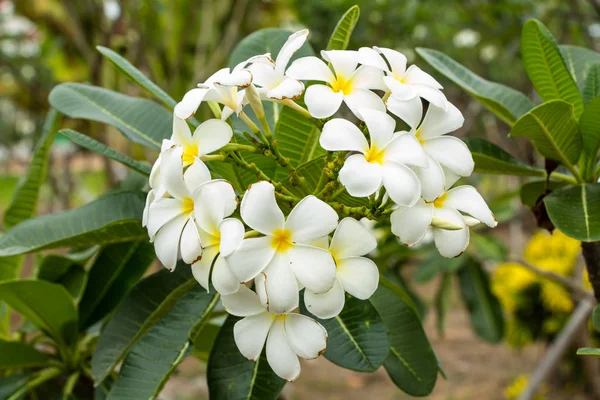 Белые Цветки Пальмы — стоковое фото