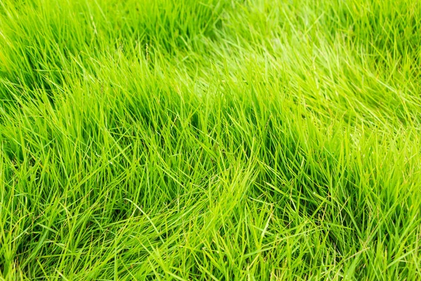 Green Lush Grass Background — Stock Photo, Image