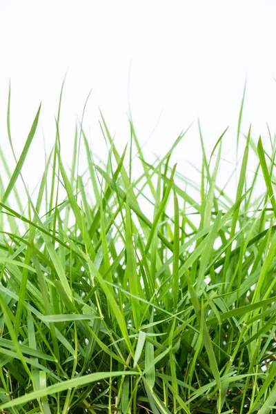 Groen Gras Geïsoleerd Witte Achtergrond — Stockfoto