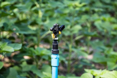 Güneşli bir günde ayçiçeği tarlası