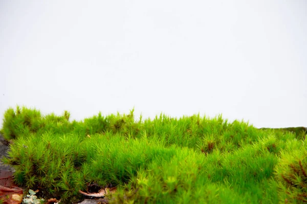 Muschio Verde Isolato Sfondo Bianco — Foto Stock