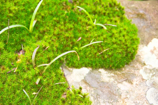 Green Moss Stone Close — Stock Photo, Image