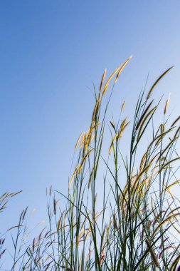 Açık mavi gökyüzü karşı kabarık bitkiler