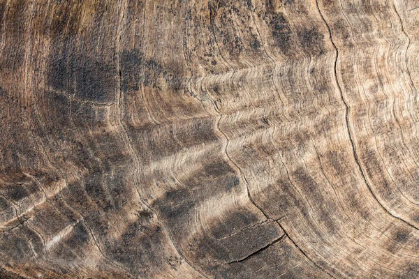 树皮木材的结构 用作天然背景 — 图库照片