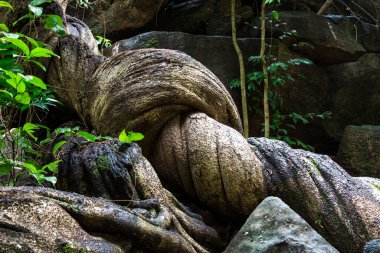 Tayland ormanında sarmaşık