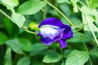 Bahçede kelebek çiçeği