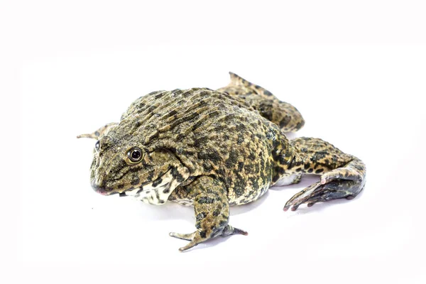 Frosch Isoliert Auf Weißem Hintergrund — Stockfoto