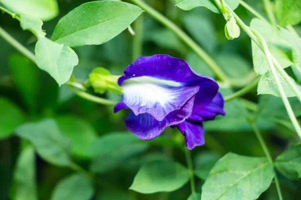 Bahçede kelebek çiçeği