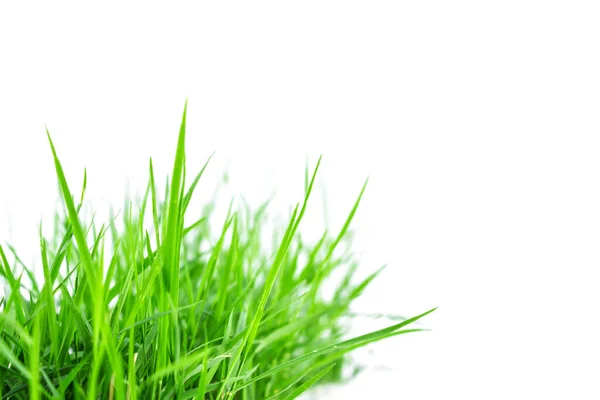 Green Lush Grass Isolated White — Stock Photo, Image