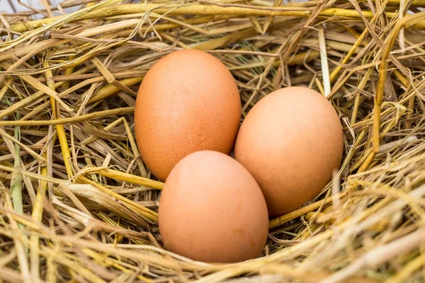 Kurumuş Çimenlikte Tavuk Yumurtası — Stok fotoğraf
