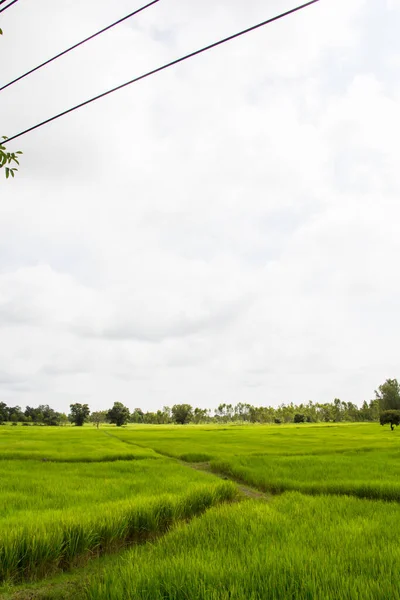 Campos Arroz Verde Sul Tailândia — Fotografia de Stock