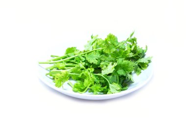 Kişniş sürüsü beyazda izole