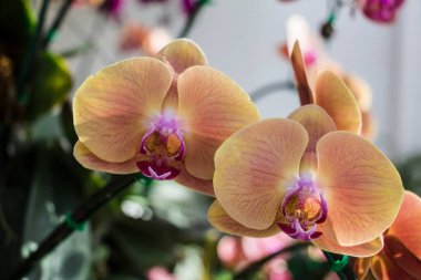 Güzel sarı orkide - falaenopsis