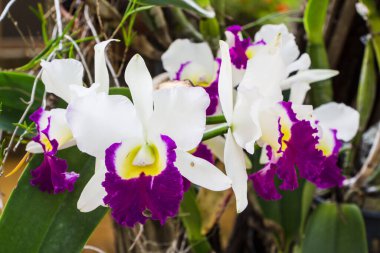 Beyaz sığır çobanı orkide çiçeği