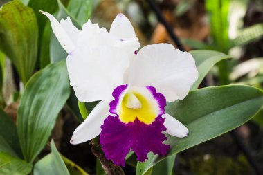 Pembe orkide çiçeği yakın plan.