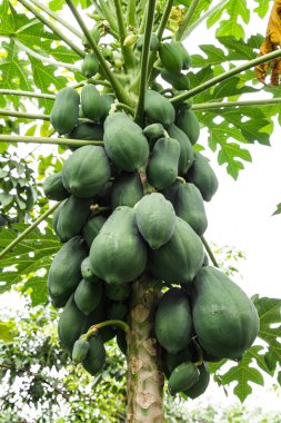 Papaya ağacında papaya