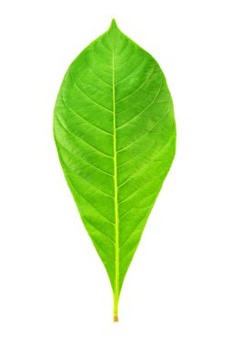 taze ve yeşil yaprak