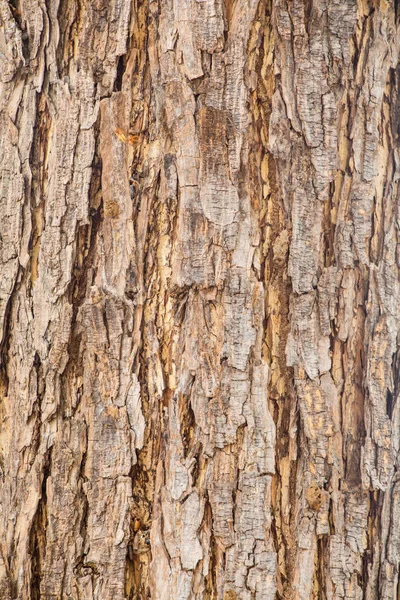 Tree Bark Texture Bark Rain Tree — Stock Photo, Image