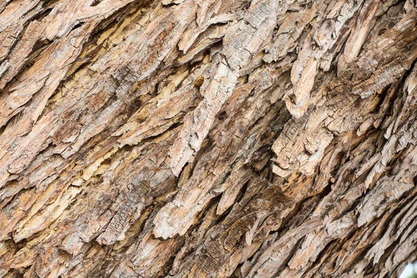 樹皮の質感 雨の木の樹皮 — ストック写真