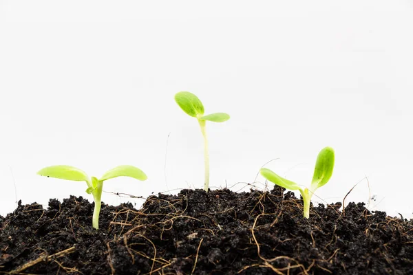 Seedling Green Plant Grow — Stock Photo, Image