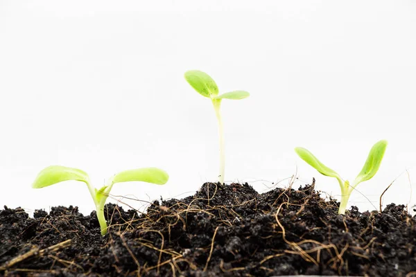 Plántulas Verdes Que Crecen Fuera Del Suelo — Foto de Stock