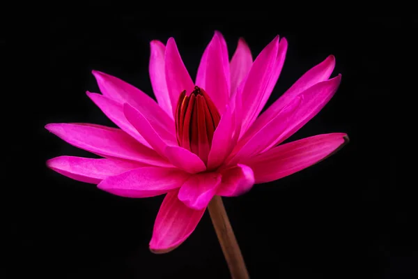 Pink lotus flower on a black background