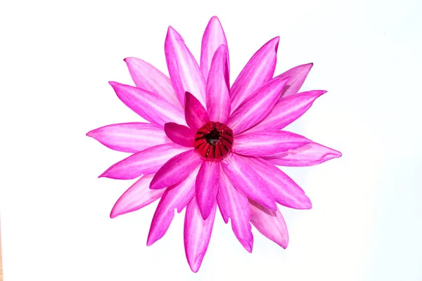 stock image pink flower isolated on white 