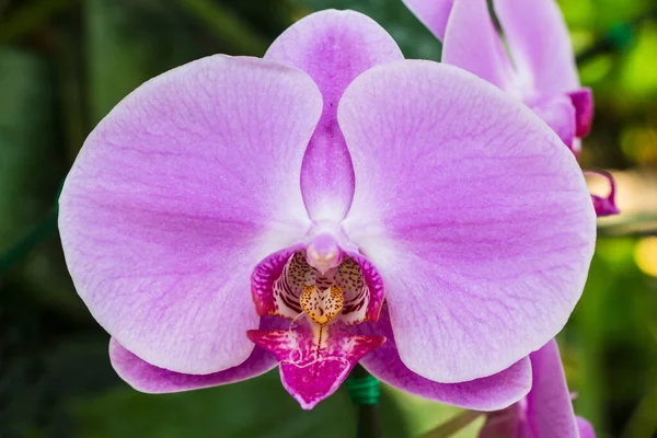 Schöne Lila Orchidee Hintergrund — Stockfoto