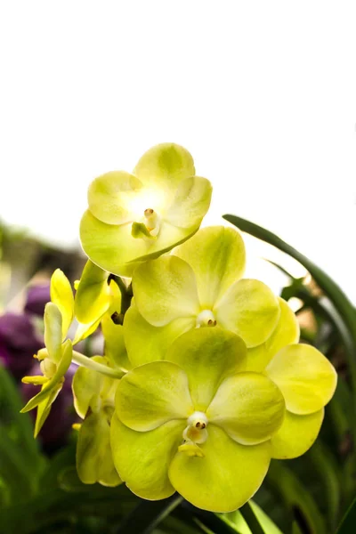 Flores Orquídeas Amarillas Bote — Foto de Stock