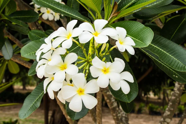 Fiori Bianchi Cespugli Palma — Foto Stock