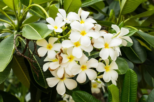 Fiori Bianchi Cespugli Palma — Foto Stock