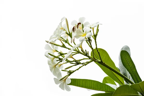 Palmerales Flores Blancas — Foto de Stock