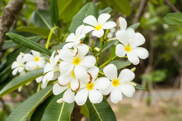 Fiori Bianchi Cespugli Palma — Foto Stock