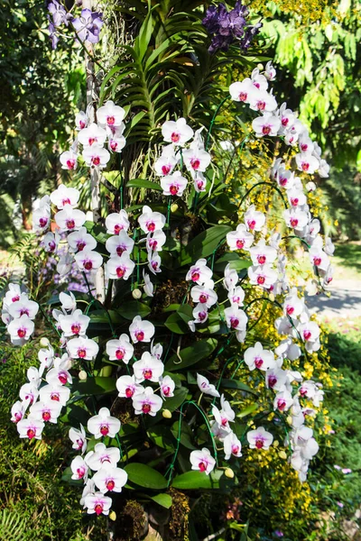 Bílá Orchidej Květiny Keři — Stock fotografie