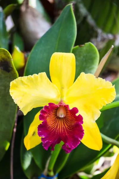 Kattleya Červená Žlutá Orchidej Květ Květu Jaře — Stock fotografie