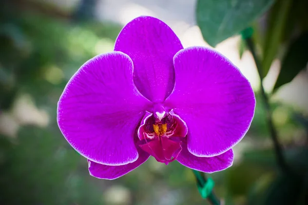 Flor Orquídea Rosa Cerca —  Fotos de Stock