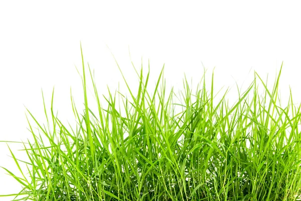 Fresh Spring Green Grass Isolated White Background — Stock Photo, Image