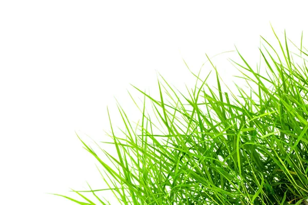 Groen Gras Geïsoleerd Witte Achtergrond — Stockfoto