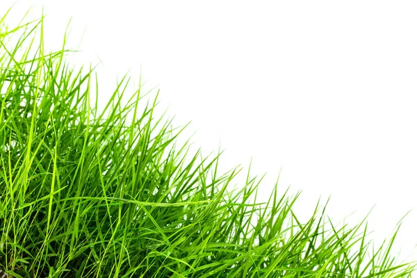 Groen Gras Witte Achtergrond — Stockfoto