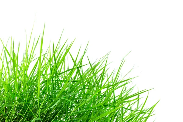 Fresh Spring Green Grass Isolated White Background — Stock Photo, Image