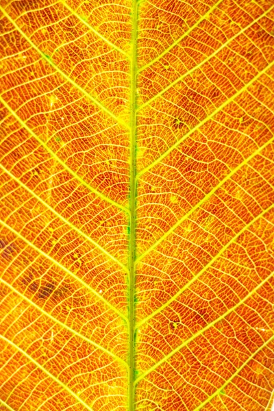 Colorful Background Autumn Leaf — Stock Photo, Image