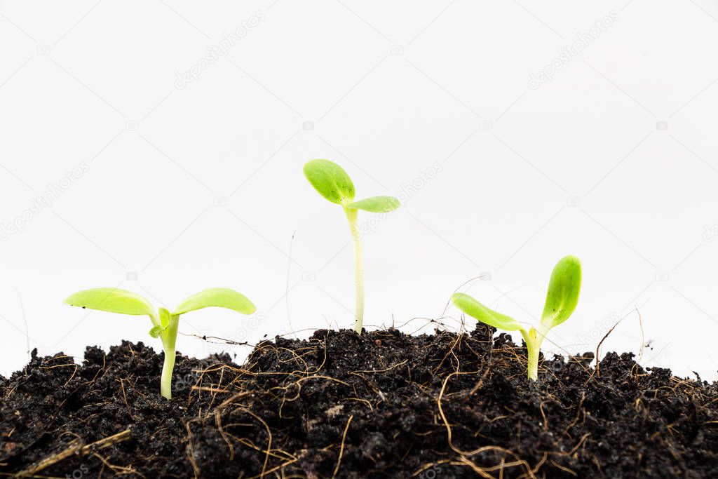 Seedling green plant grow