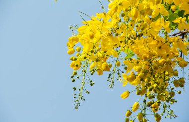 Çalılıklarda sarı çiçekler 