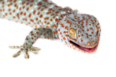 Gecko portresi beyaza izole edildi