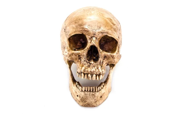 Vista Lateral Del Cráneo Humano — Foto de Stock