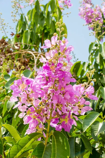 Pink Little Flowers Branch — Stock Photo, Image